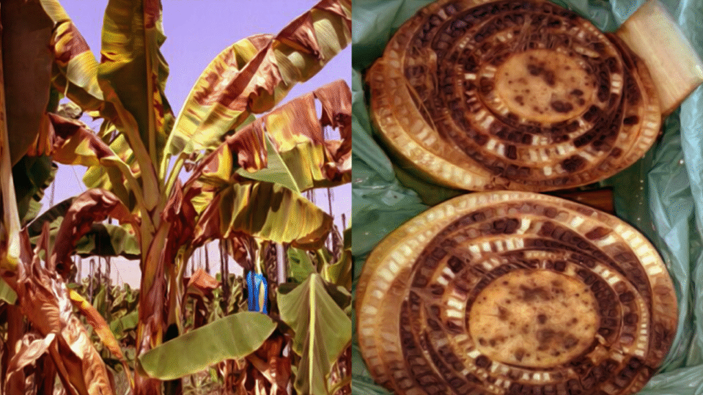 Hiryo_Fusarium_Image