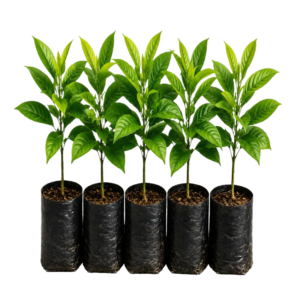 Agarwood-Seedlings-Set-NB