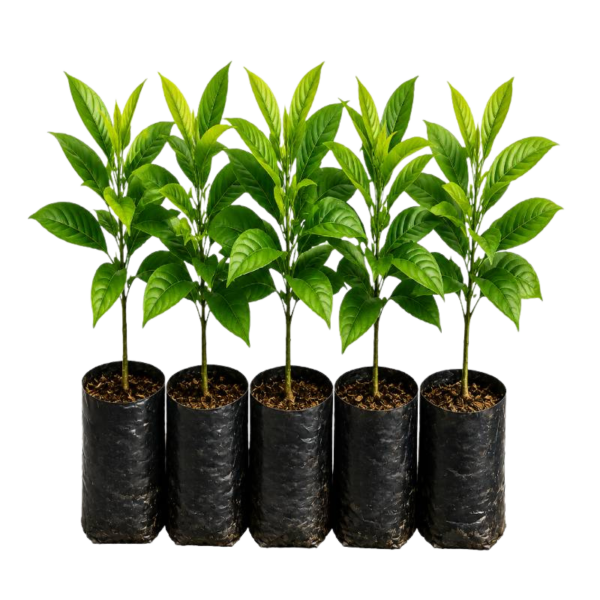 Agarwood-Seedlings-Set-NB